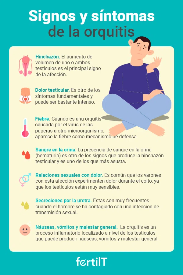 Síntomas y signos de la orquitis en infografía de color amarillo