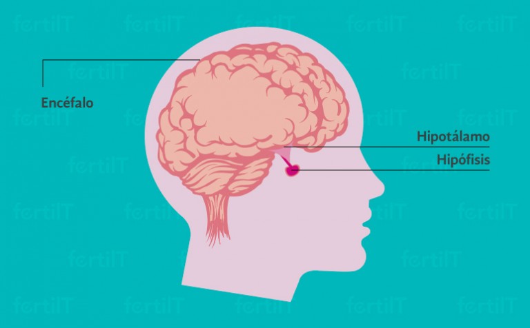 Prolactina Alta O Hiperprolactinemia. Síntomas, Causas Y Tratamiento