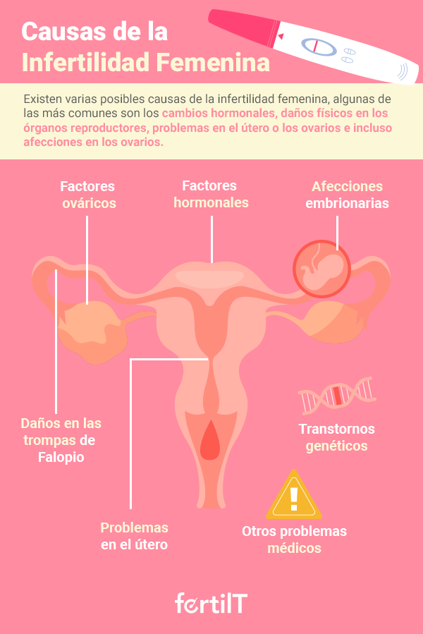 Principales Factores Que Afectan La Fertilidad De La Mujer Fertilit